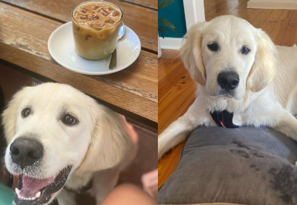 La historia de Daredevil: un perro ciego que convirtió la oscuridad en luz