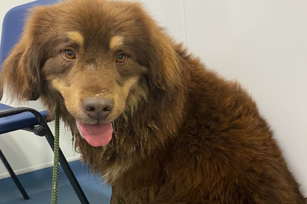 Costa: el perro que sobrevivió cinco meses solo en la naturaleza