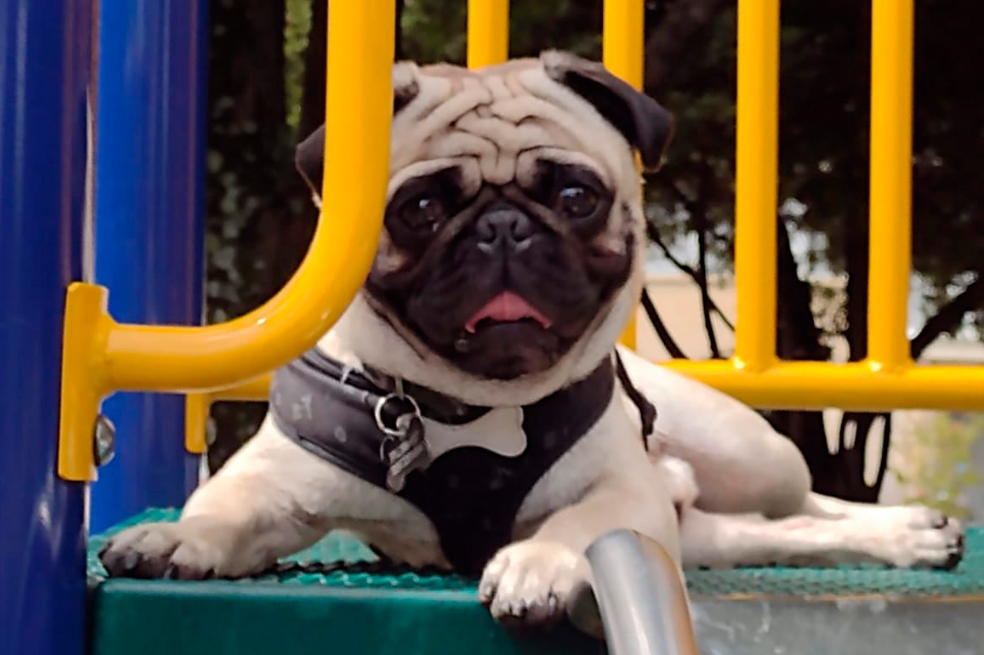 Razas de perros braquicéfalos: 10 cuidados que debes tener en cuenta