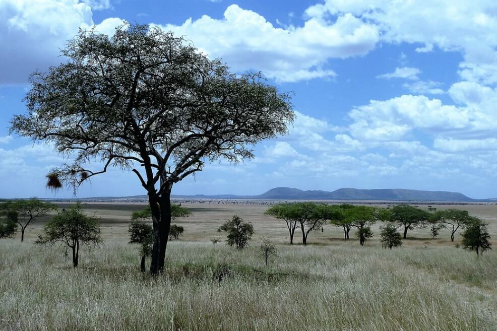 La crisis climática está cambiando las praderas
