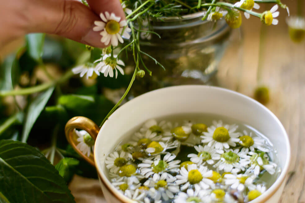 Plantas medicinales: ¿Qué planta es buena para cuidar los riñones?