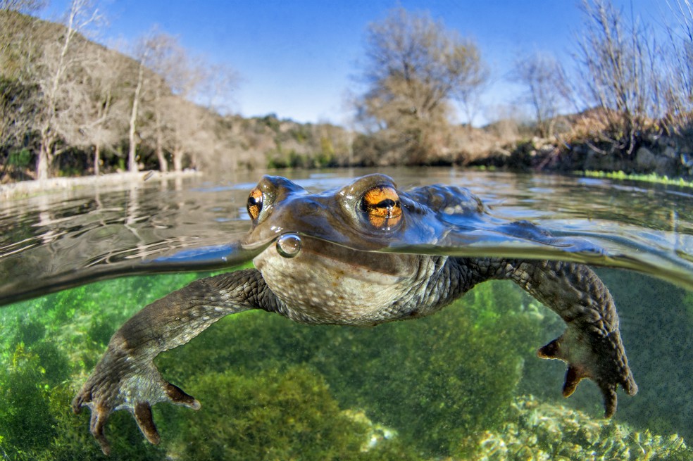 “Bufo Bufo” de Mathieu Foulquié, tercer lugar en categoría Animales.