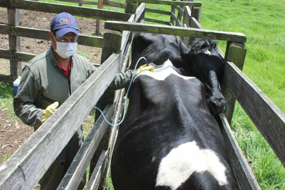 Levantan cuarentena por la fiebre aftosa en Cesar