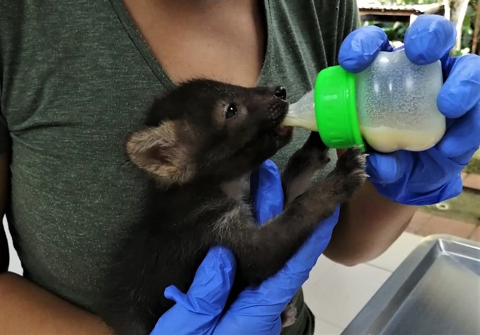 407 animales silvestres han sido recuperados en el Huila en el 2020