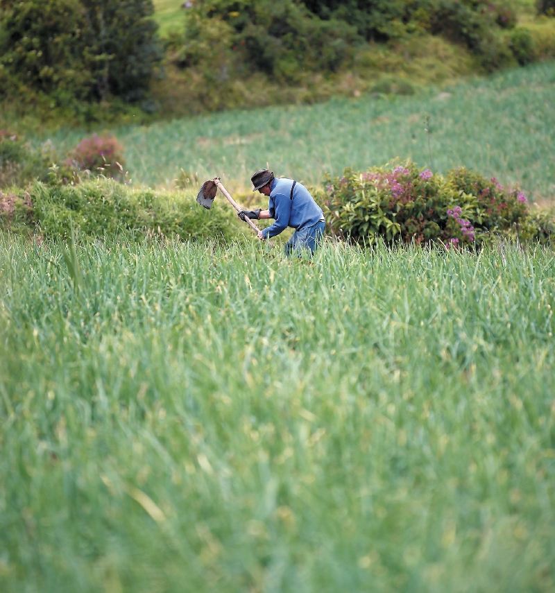 Corte Constitucional deja control sobre las tierras en manos de jueces civiles