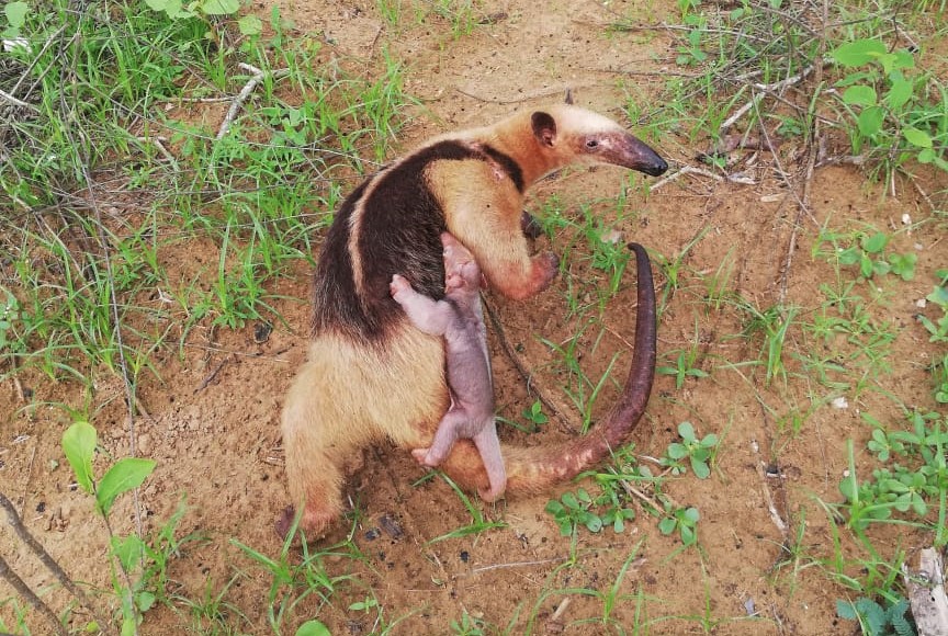 Nace oso hormiguero luego de que su madre fuera rescatada en Riohacha