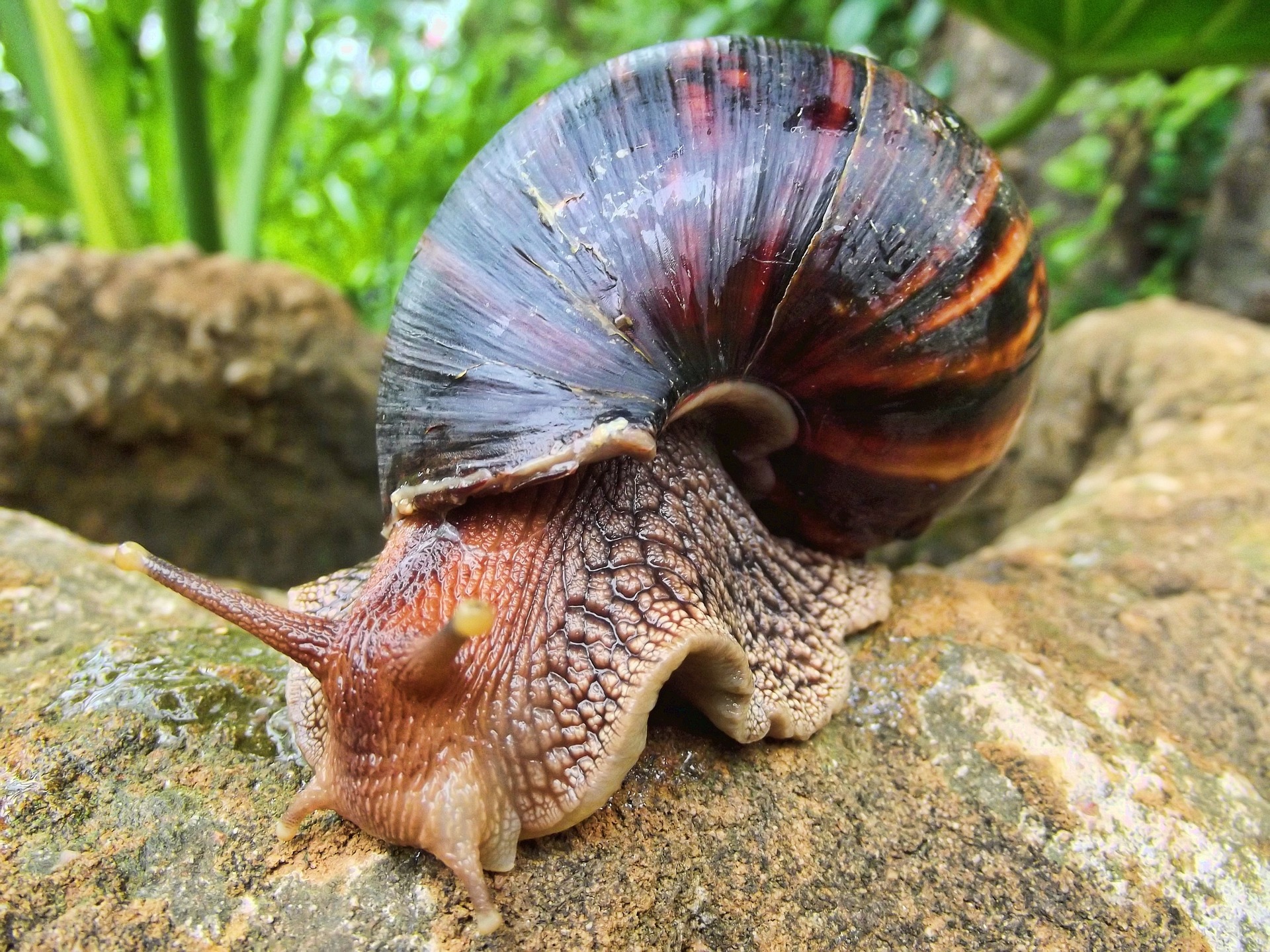 CARACOL AFRICANO