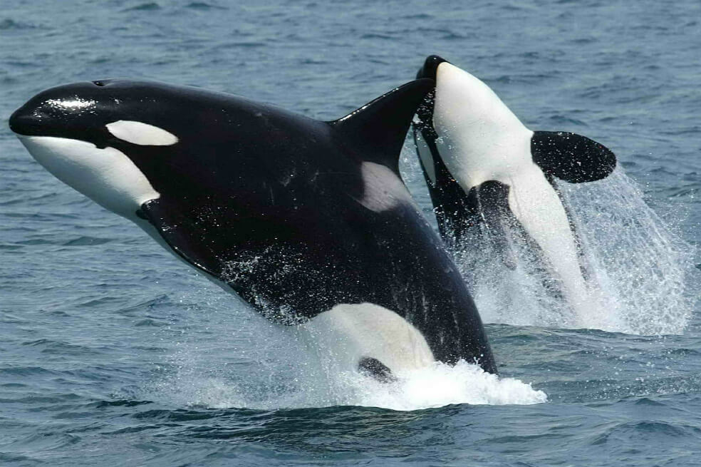 En vídeo: un grupo de orcas está atrapado en el hielo de una costa de Japón