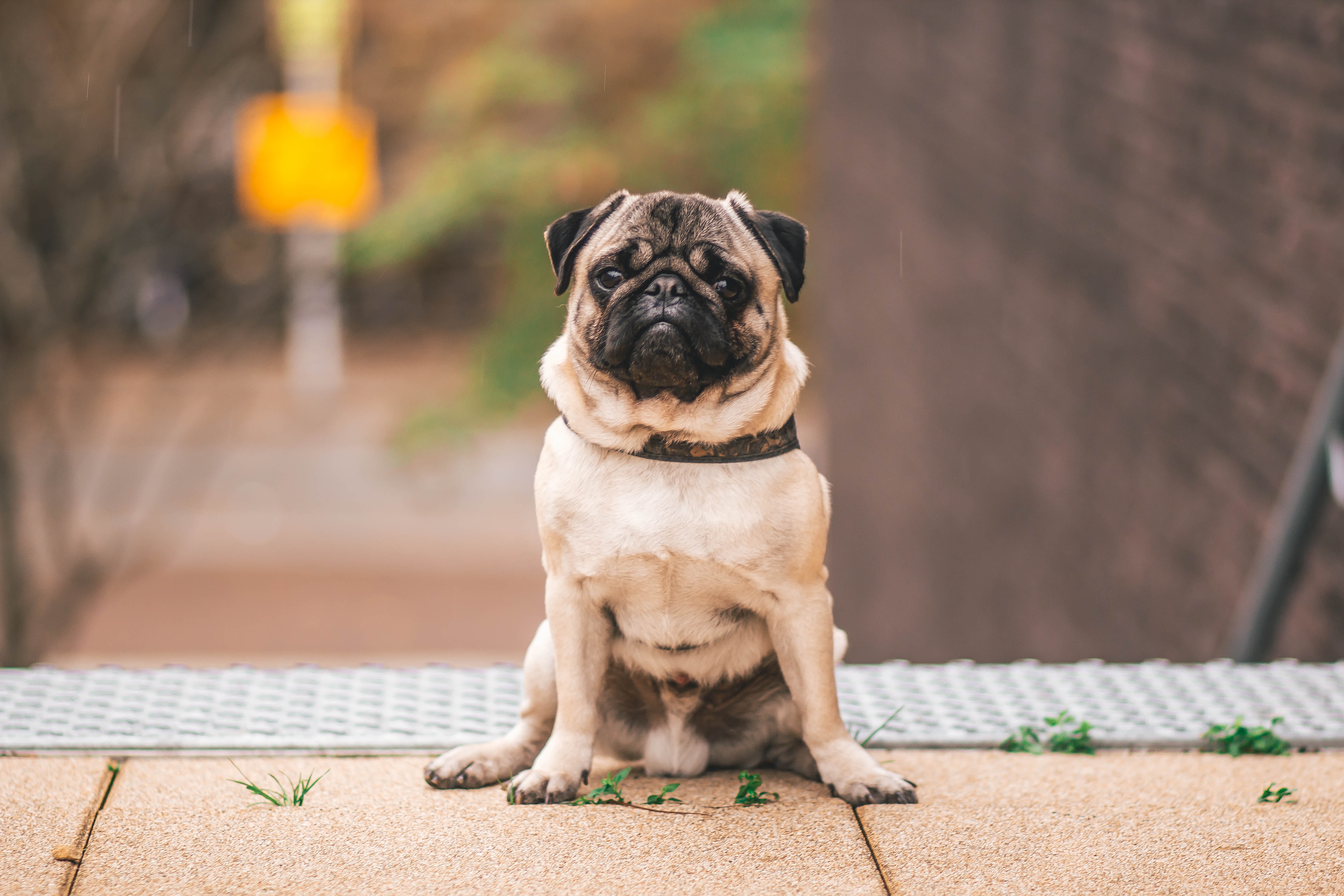 ¿Por qué se llama pug? Características y curiosidades de esta raza de perro