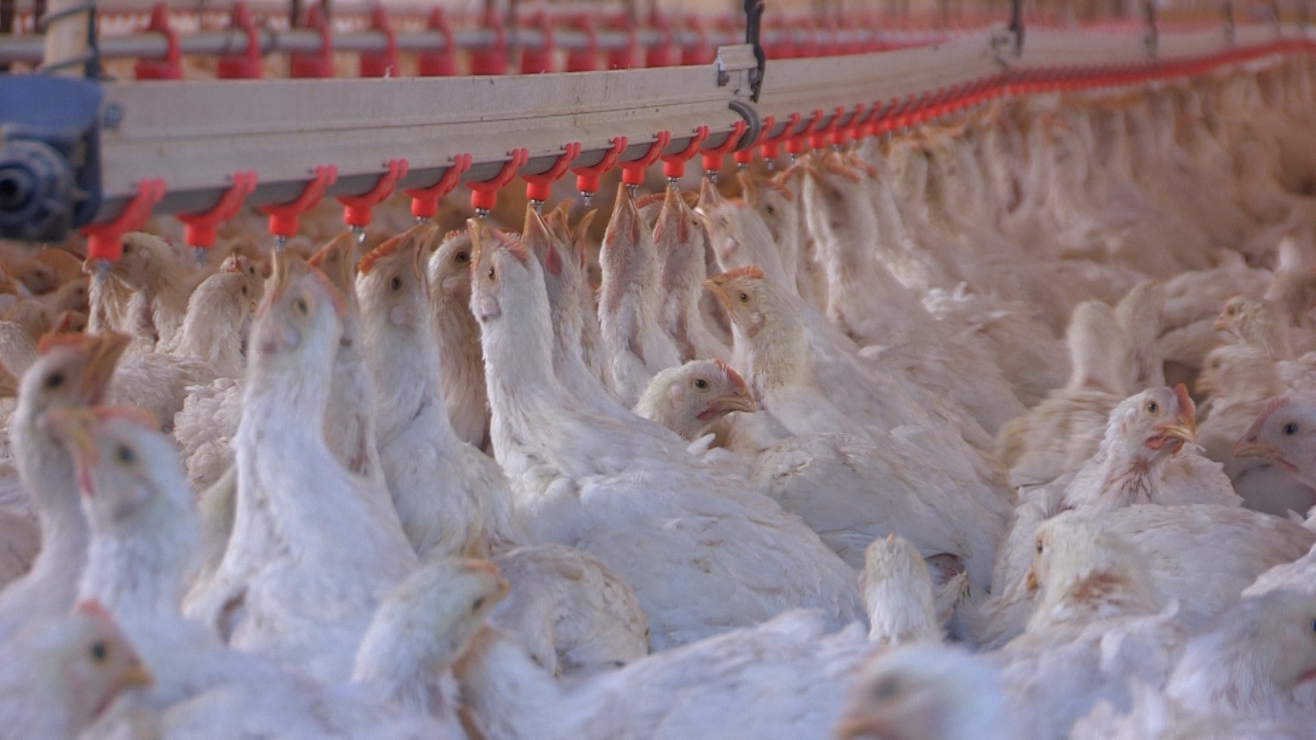 ICA suspende importación de aves desde Brasil por gripe aviar, que avanza en el mundo