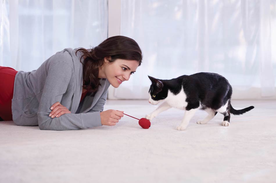 El Veterinario, un verdadero aliado para el cuidado de tu gato
