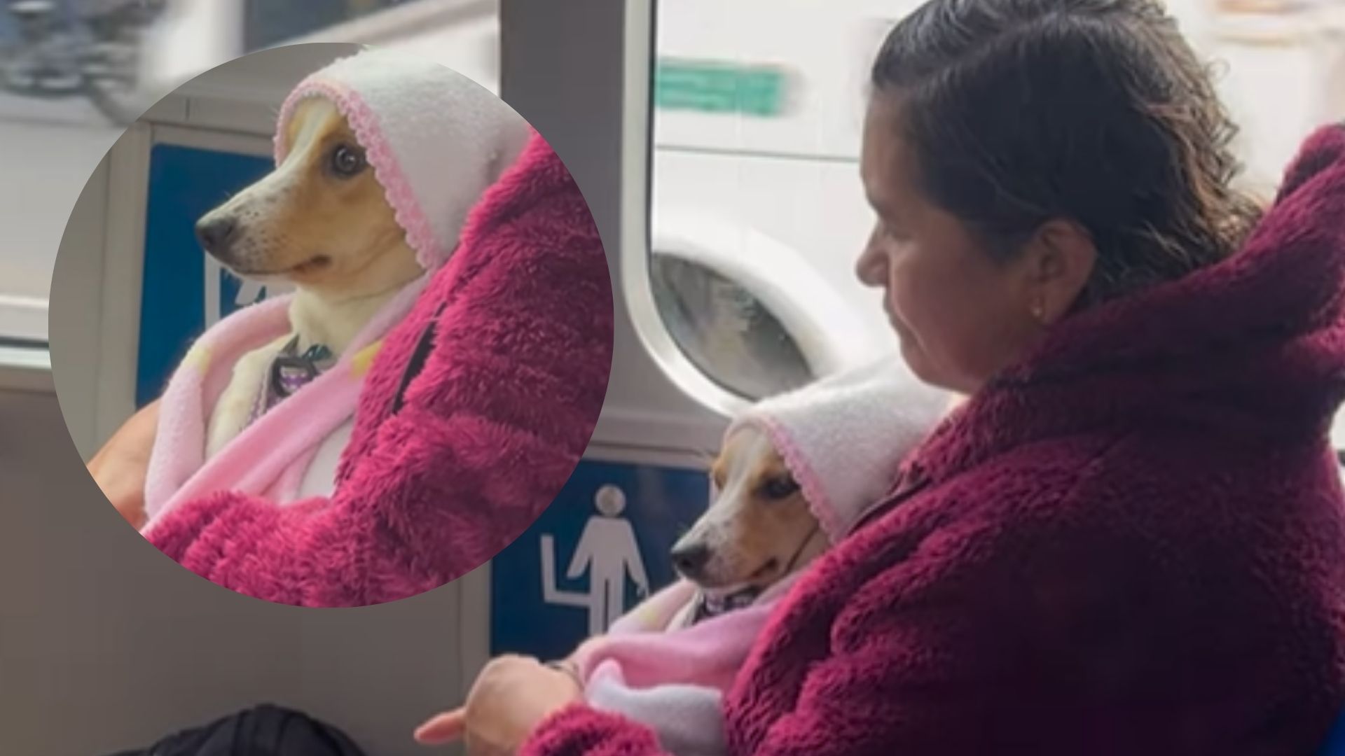 Perro se vuelve viral al ir arropado como un bebé en Transmilenio