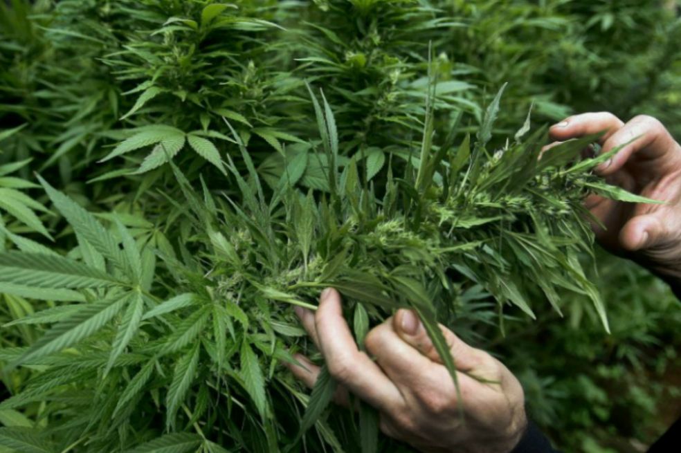 Empresa canadiense busca catadores de marihuana