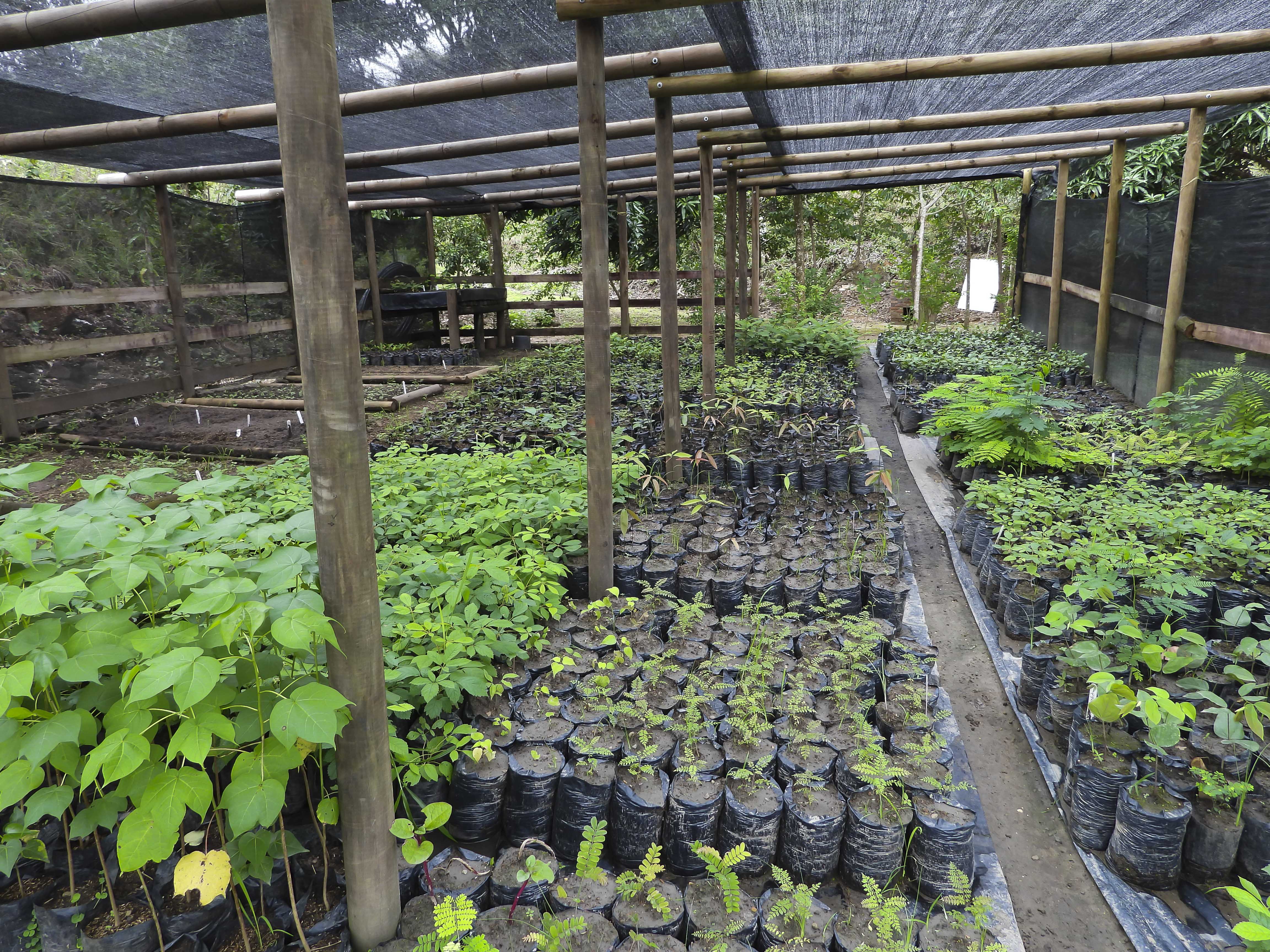 Las plantas emiten sonidos al sufrir estrés: estudio de la Universidad de Tel Aviv