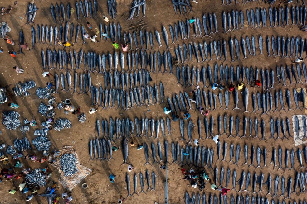 La captura de un día: Mannepuri se sorprendió al ver tantos marlines y peces vela recién capturados en un solo lugar, en Kakinada, Andhra Pradesh. Para demostrar la magnitud del mercado de pescado, utilizó un dron para obtener una vista de pájaro.