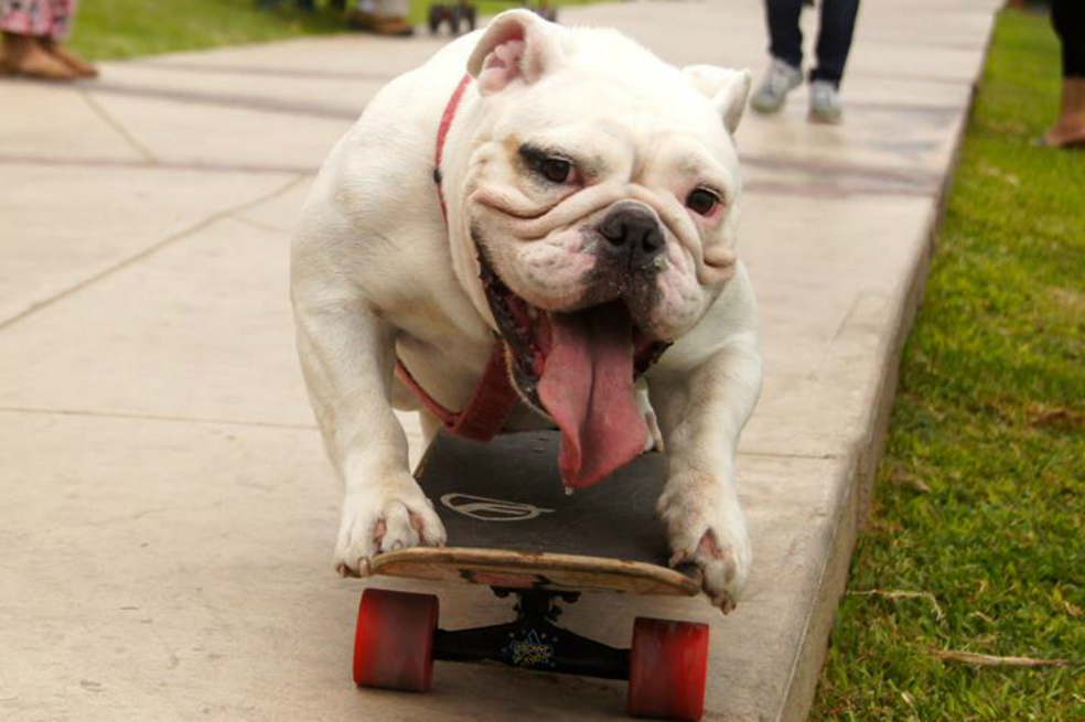 Otto, el bulldog skater que ganó un Guinnes Records