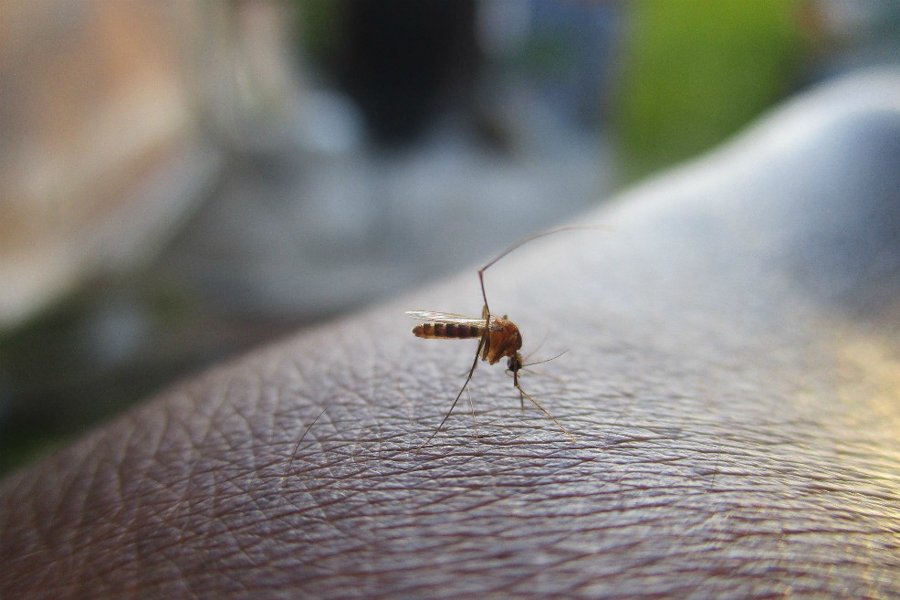 Dengue en embarazo puede causar problemas neurológicos en bebés