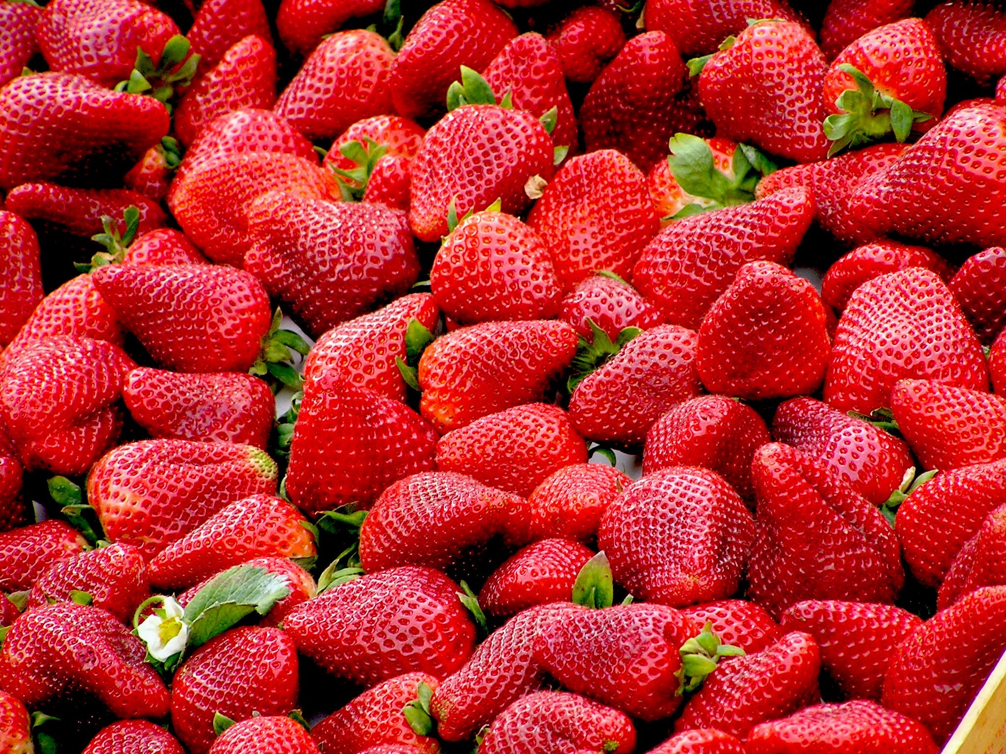 ¿Cuál es la manera correcta para desinfectar las fresas? Esto debes hacer