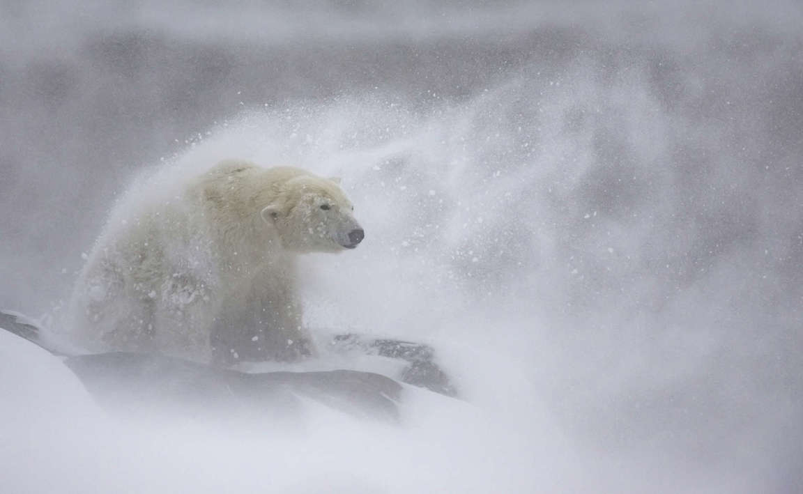 Un oso polar sacudiéndose la nieve del pelaje durante una fuerte tormenta. Ganador de la categoría "Maravillas Polares". Esta fotografía fue tomada en la Bahía de Hudson, Canadá