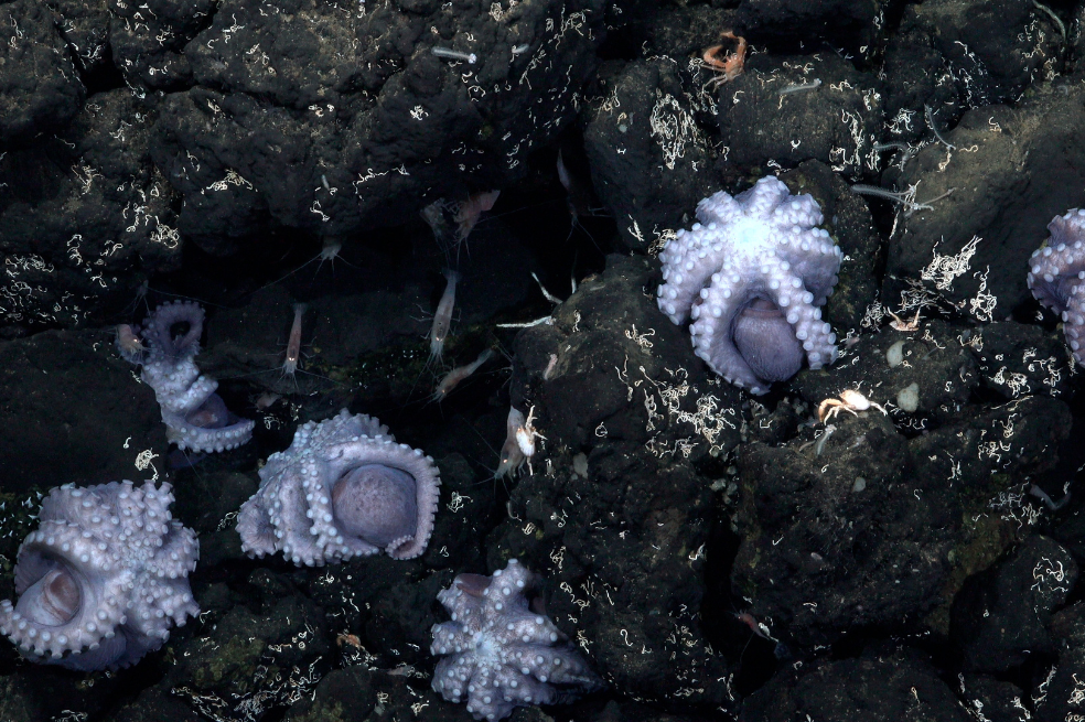 El mayor hallazgo de la expedición es la confirmación de que el pequeño afloramiento Dorado, en aguas del Pacífico de Costa Rica, alberga una guardería de pulpos con cientos de especies de Muusoctopus que crían huevos.
