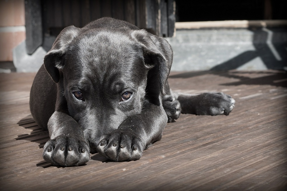 Cachorro mutilado en Turquía se convirtió en símbolo contra el maltrato animal
