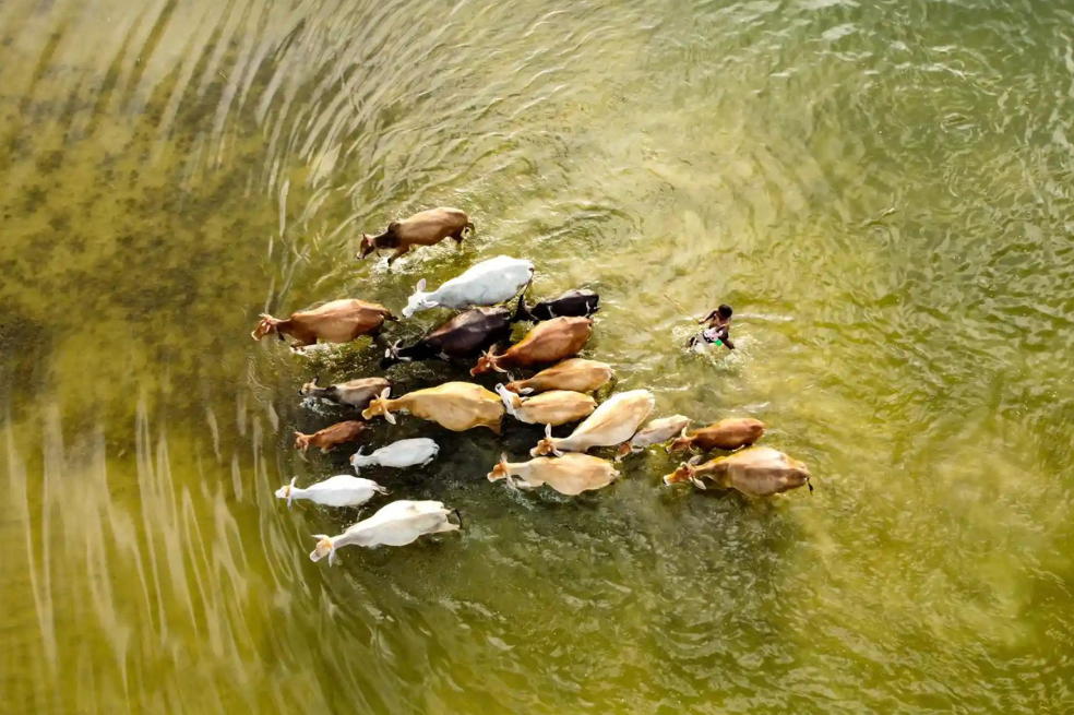 Categoría Fotógrafo del año juvenil 
Solayman Hossain retrata el momento en el que un granjero y sus vacas se ven obligados a caminar a través del agua de una inundación para encontrar comida.