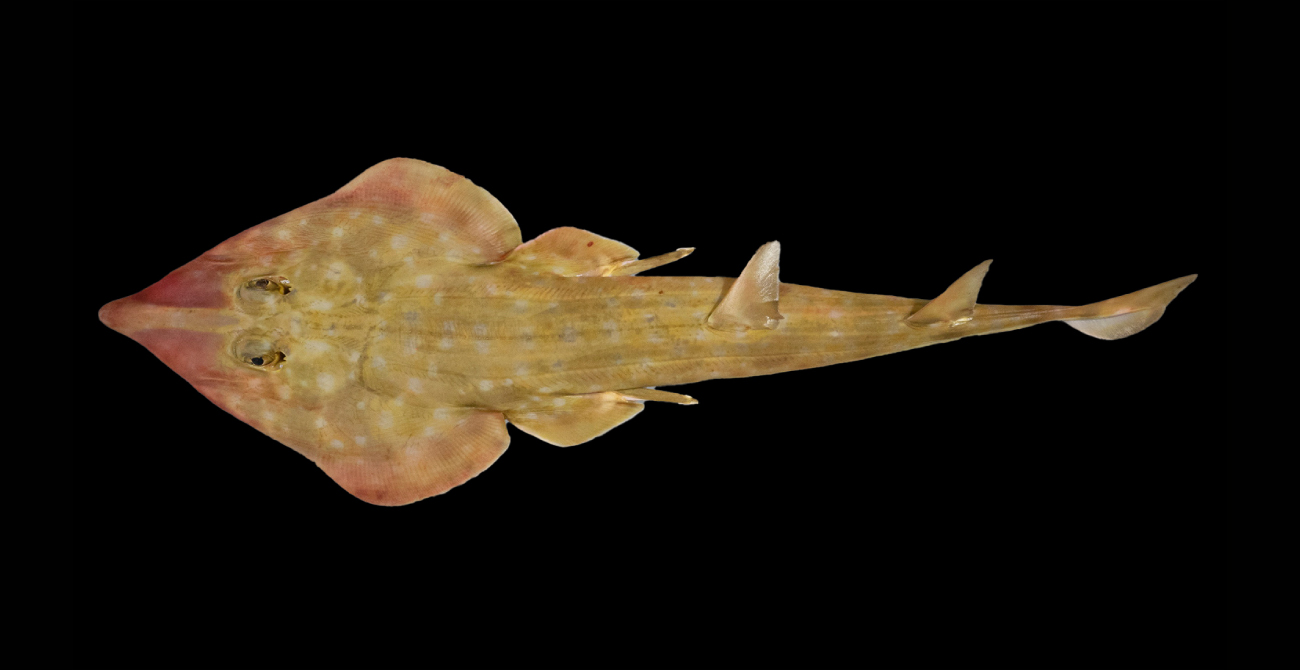 Descubren 866 nuevas especies marinas gracias al trabajo de 800 científicos