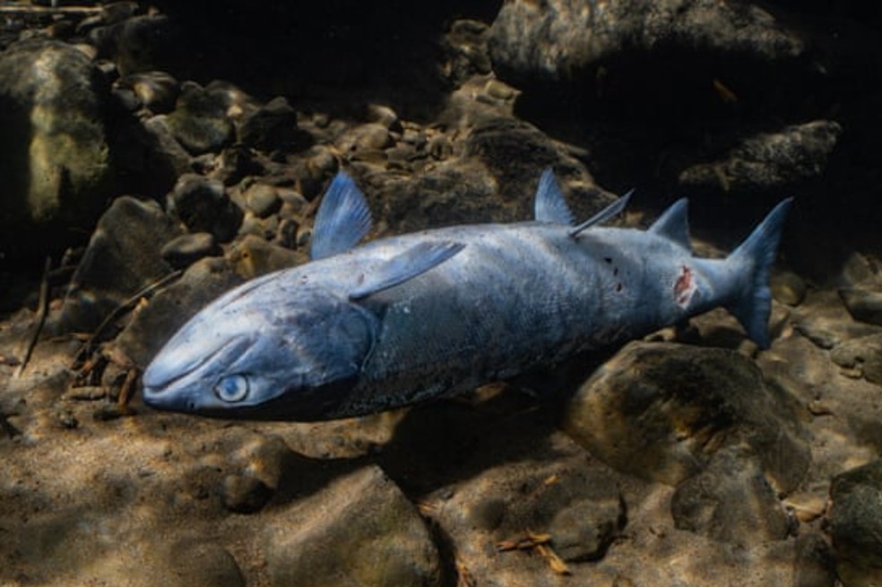 Algunos salmones no alcanzan a desovar y mueren por las heridas.