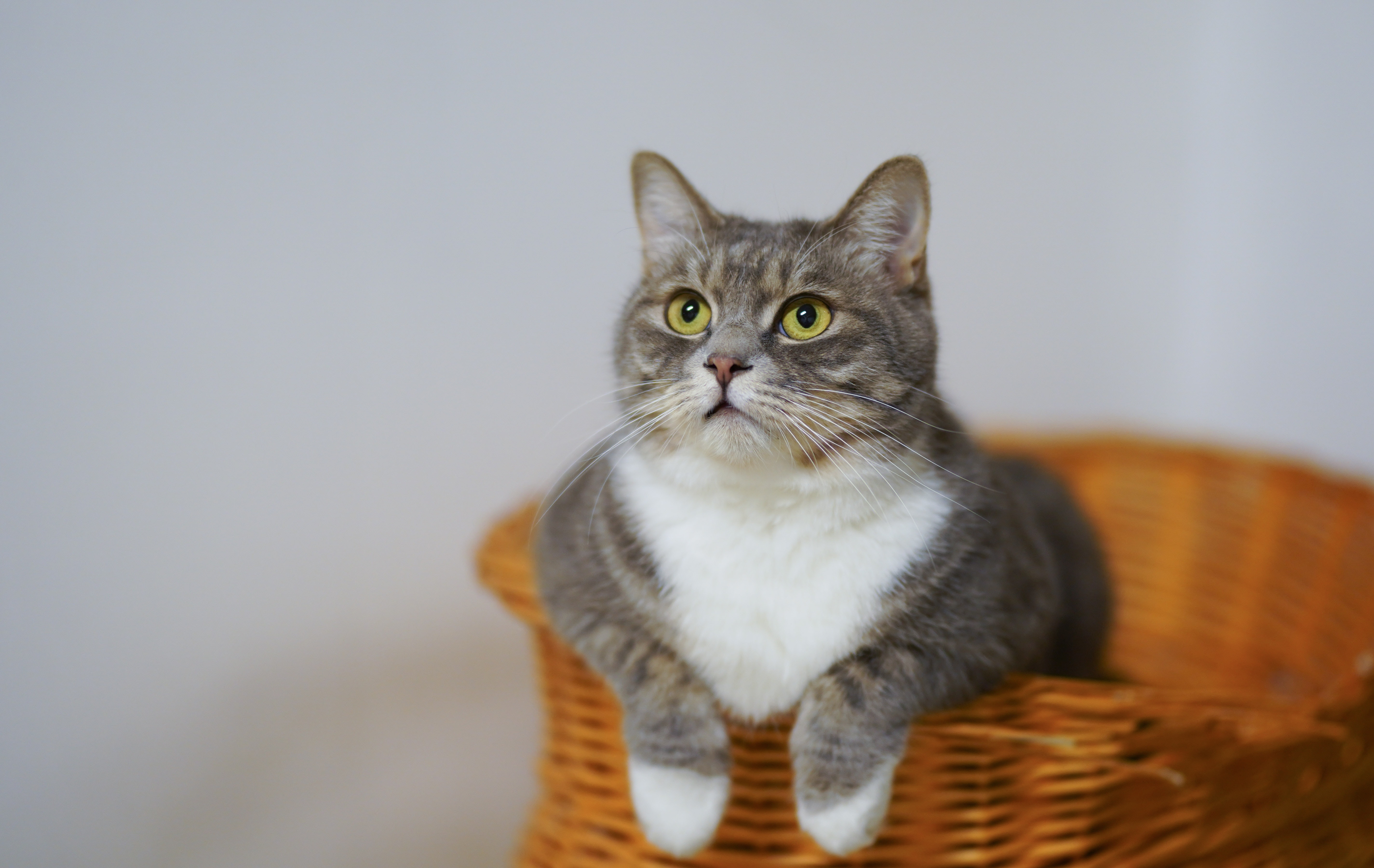 Esto hacen los gatos cuando extrañan a sus dueños ¡Te sorprenderán!