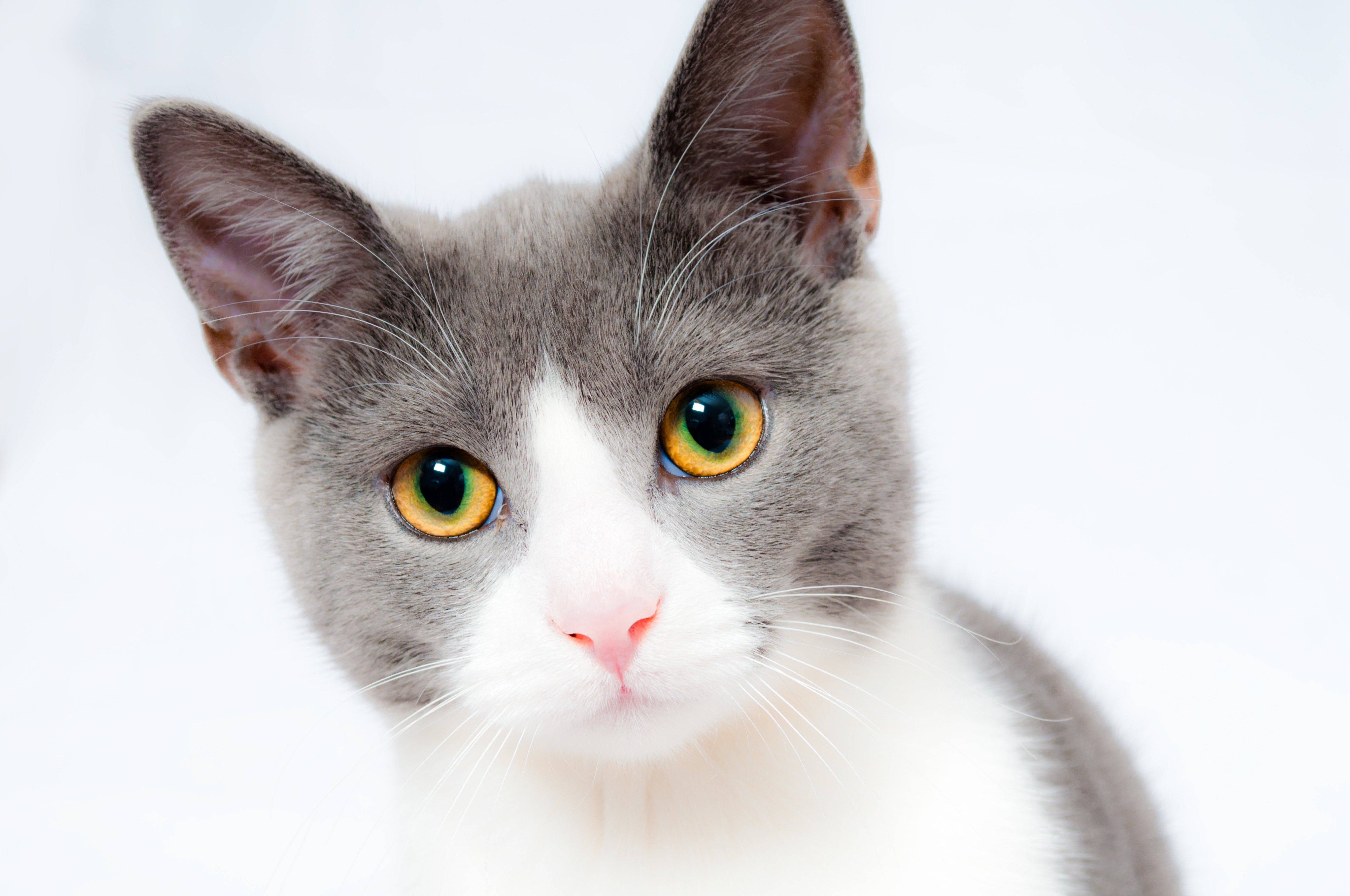 ¿Es amante de los gatos? No se puede perder estos 10 datos curiosos sobre ellos