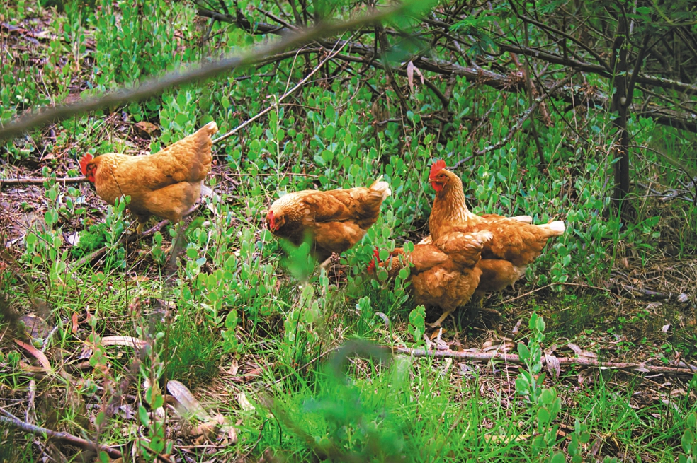 Gallinas libres de jaulas: El debate de productores y consumidores de huevo