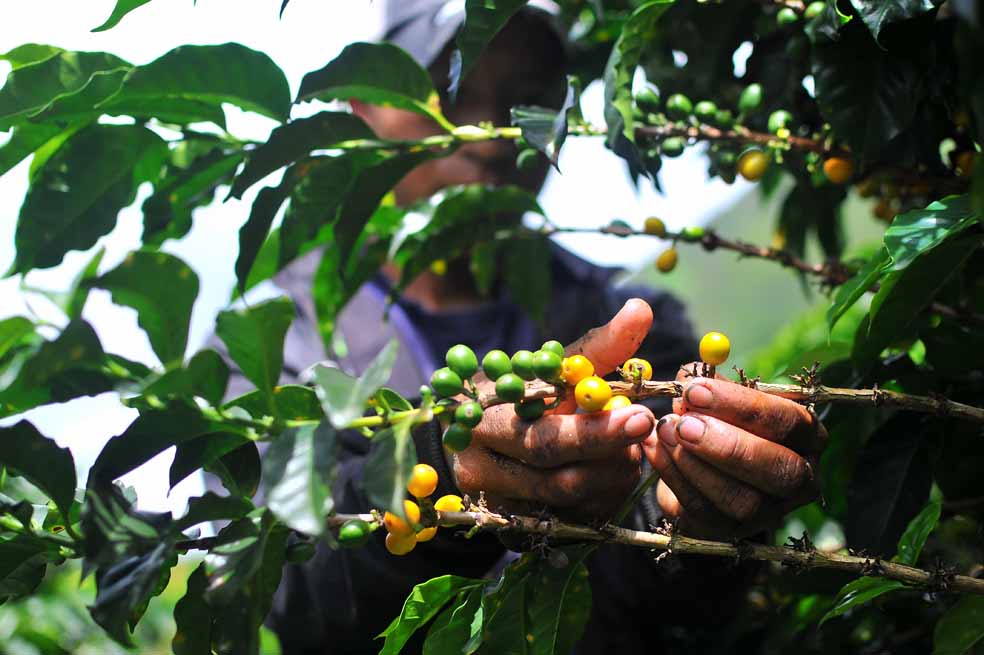 Tomar café, ¿para qué?