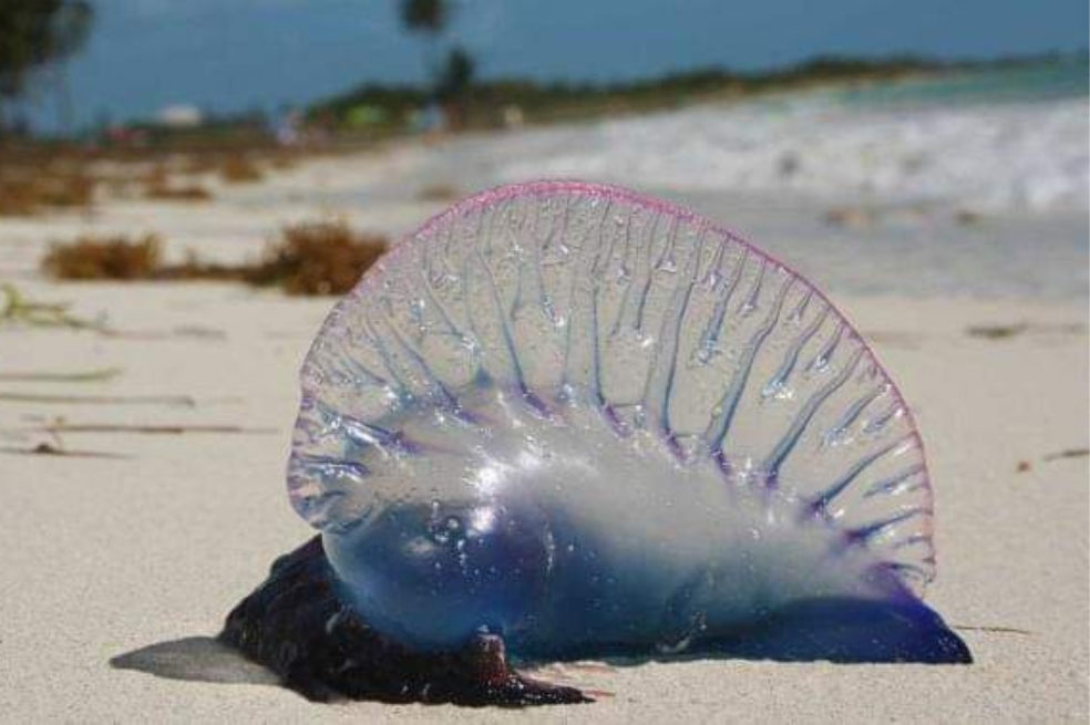 Tenga cuidado con las fragatas portuguesas que llegaron hasta el archipiélago de San Andrés