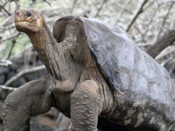 Policía incauta 1.500 tortugas y 80 babillas en vía de extinción