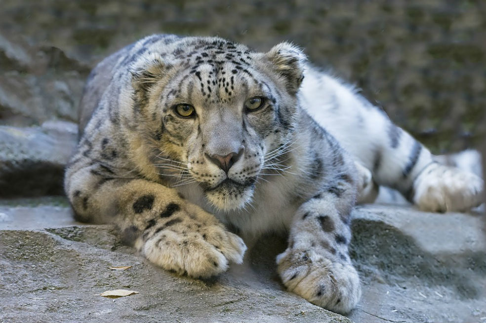 WWF pide a países aumentar esfuerzos para salvar al leopardo de las nieves
