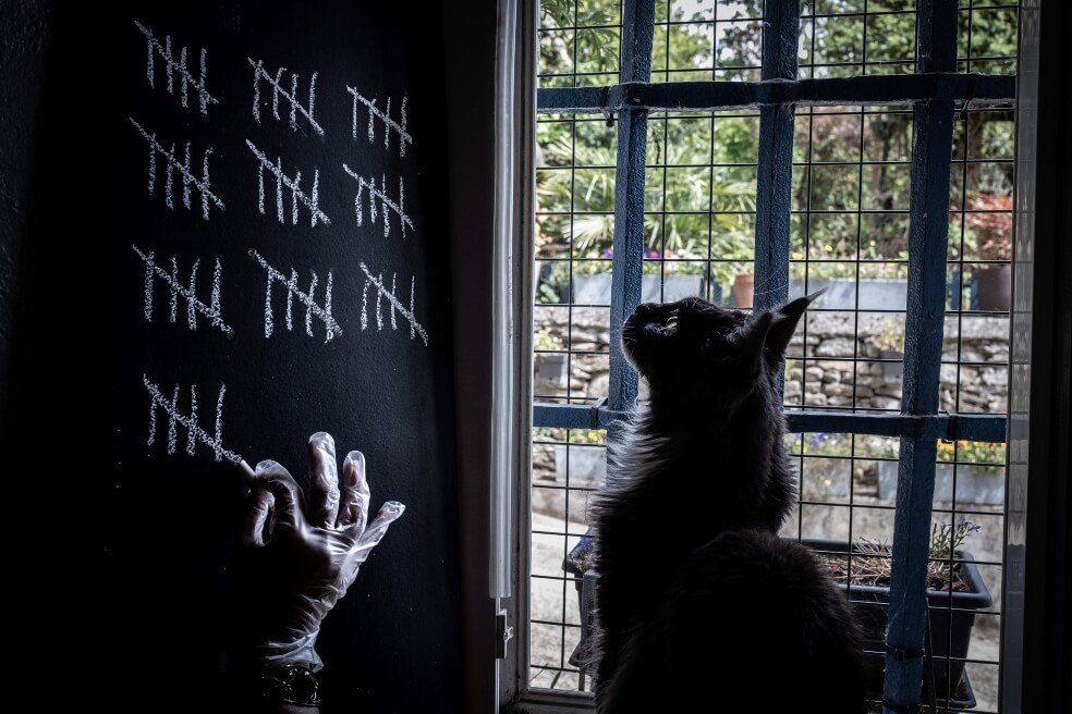 ¿Los gatos odian a los humanos?