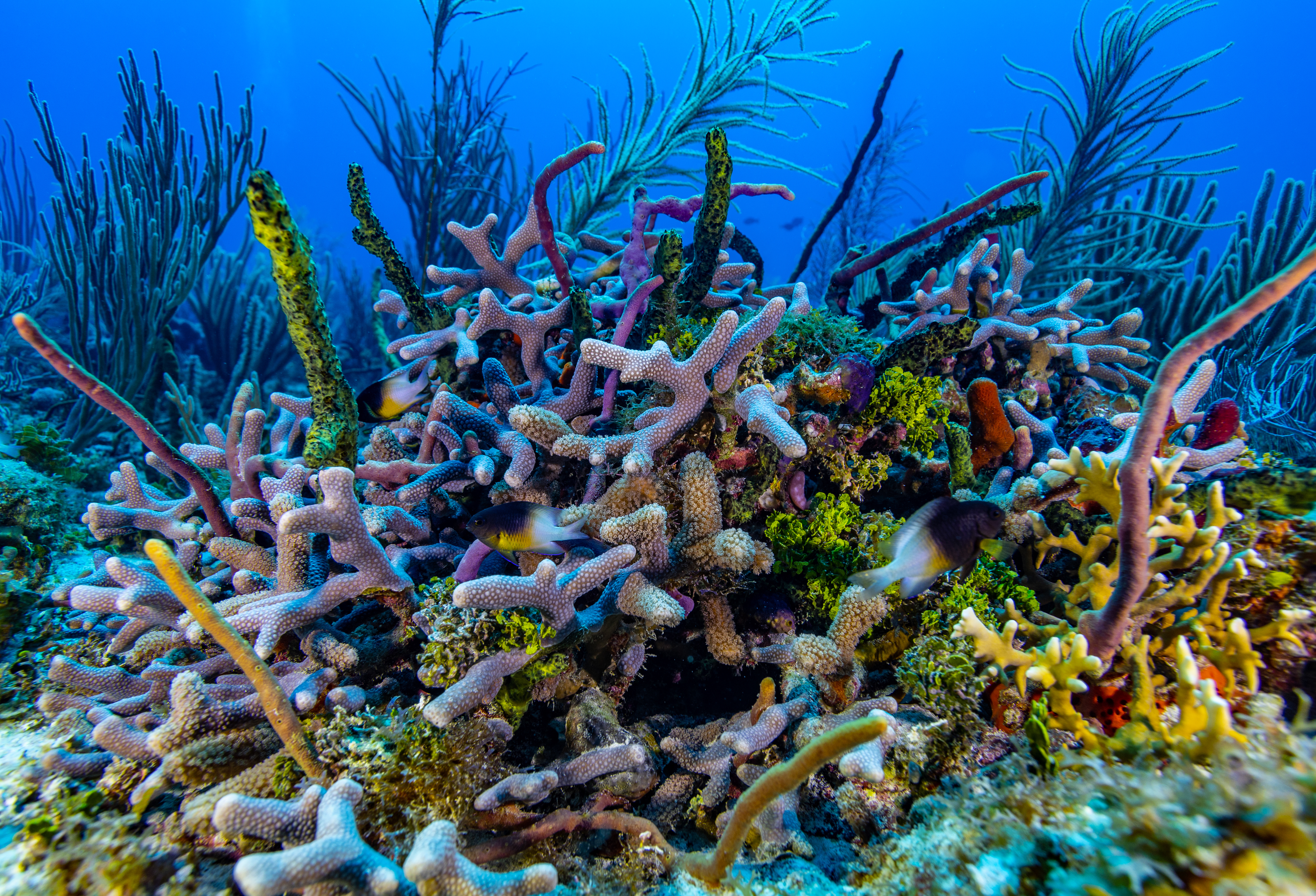 Colombia anuncia una nueva área marina protegida cerca de San Andrés y Providencia