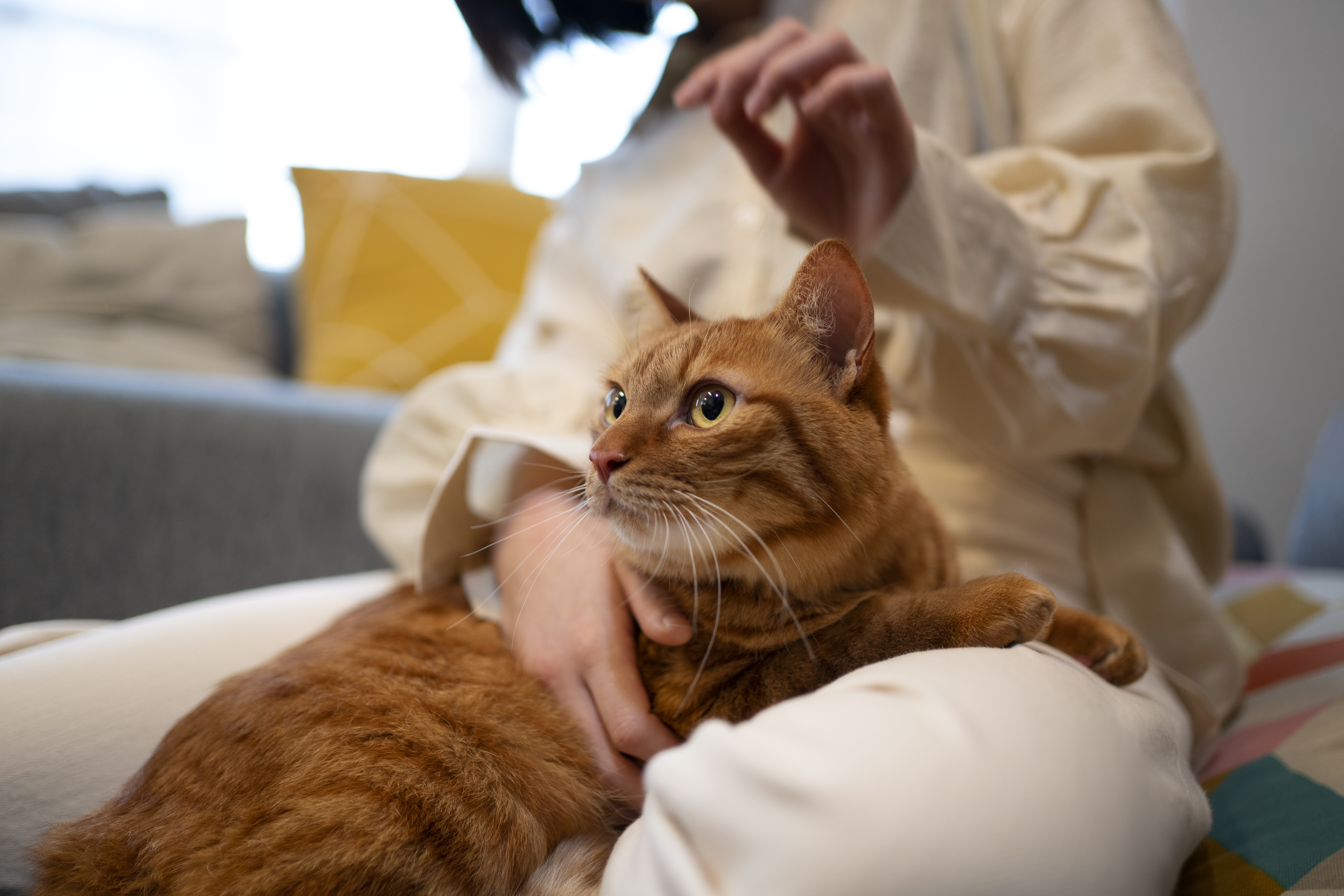 ¿Qué siente un gato cuando cambia de dueño?