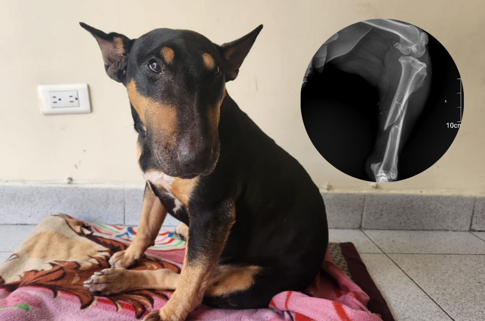 Kira necesita ayuda: desapareció, fue atropellada y ahora necesita una cirugía