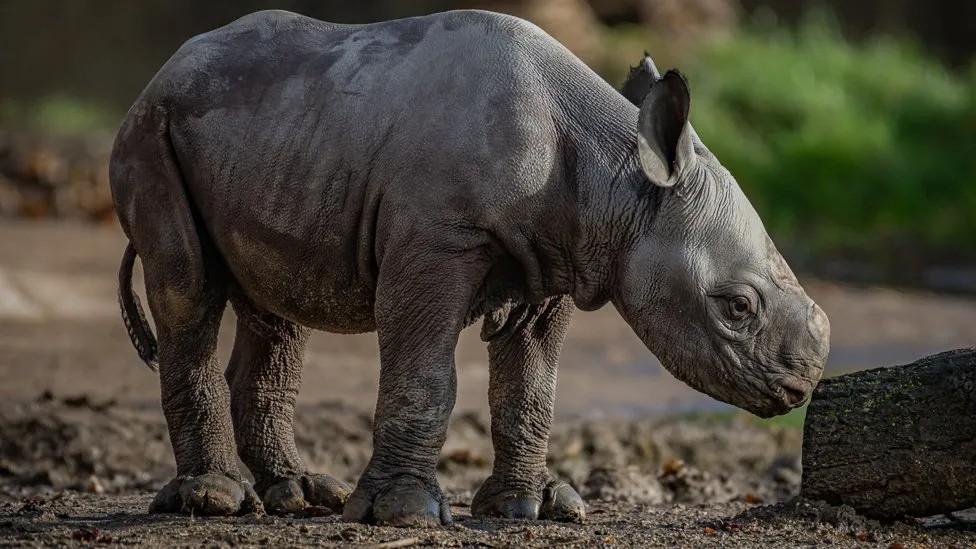 Nació un rinoceronte negro oriental en peligro crítico de extinción en el Chester Zoo.