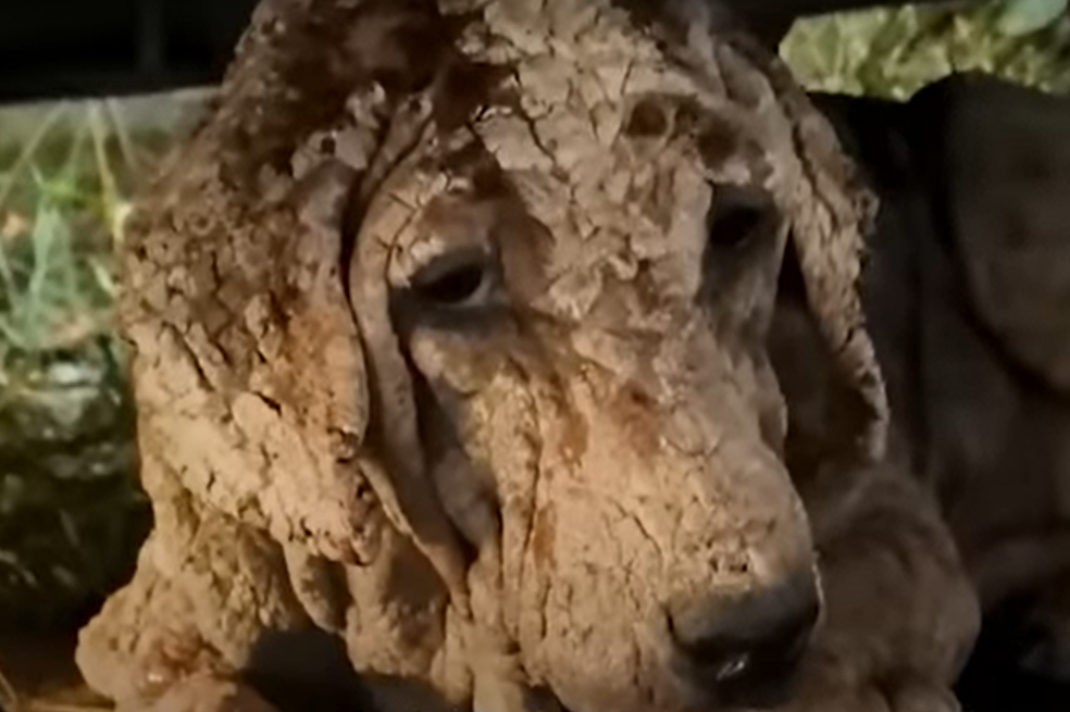 Esta perrita bebé parecía una anciana por una enfermedad, ¿qué era lo que tenía?
