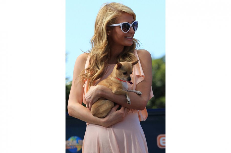 Paris Hilton llora la muerte de su chihuahua Tinkerbell