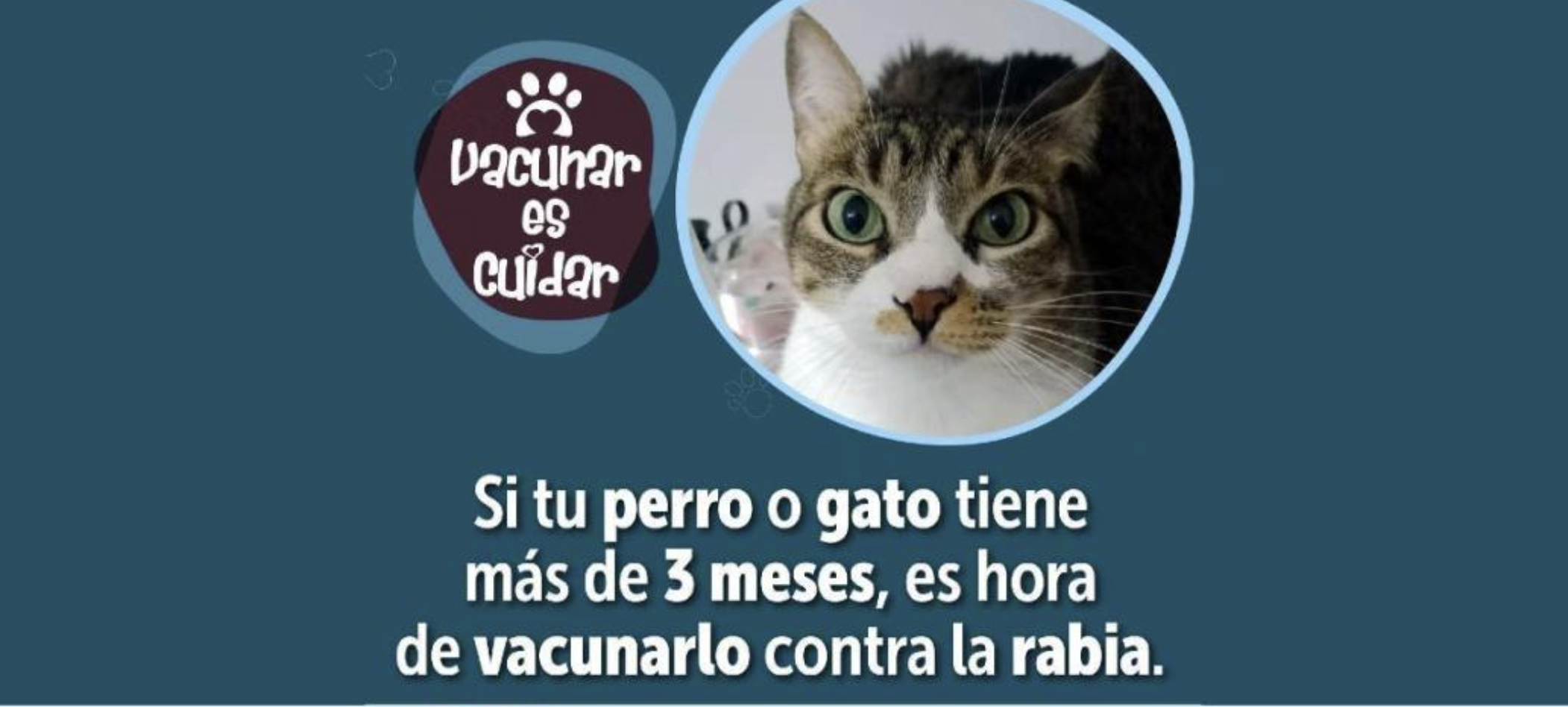 ¡Prográmese! Gran jornada de vacunación contra la rabia este fin de semana en Bogotá