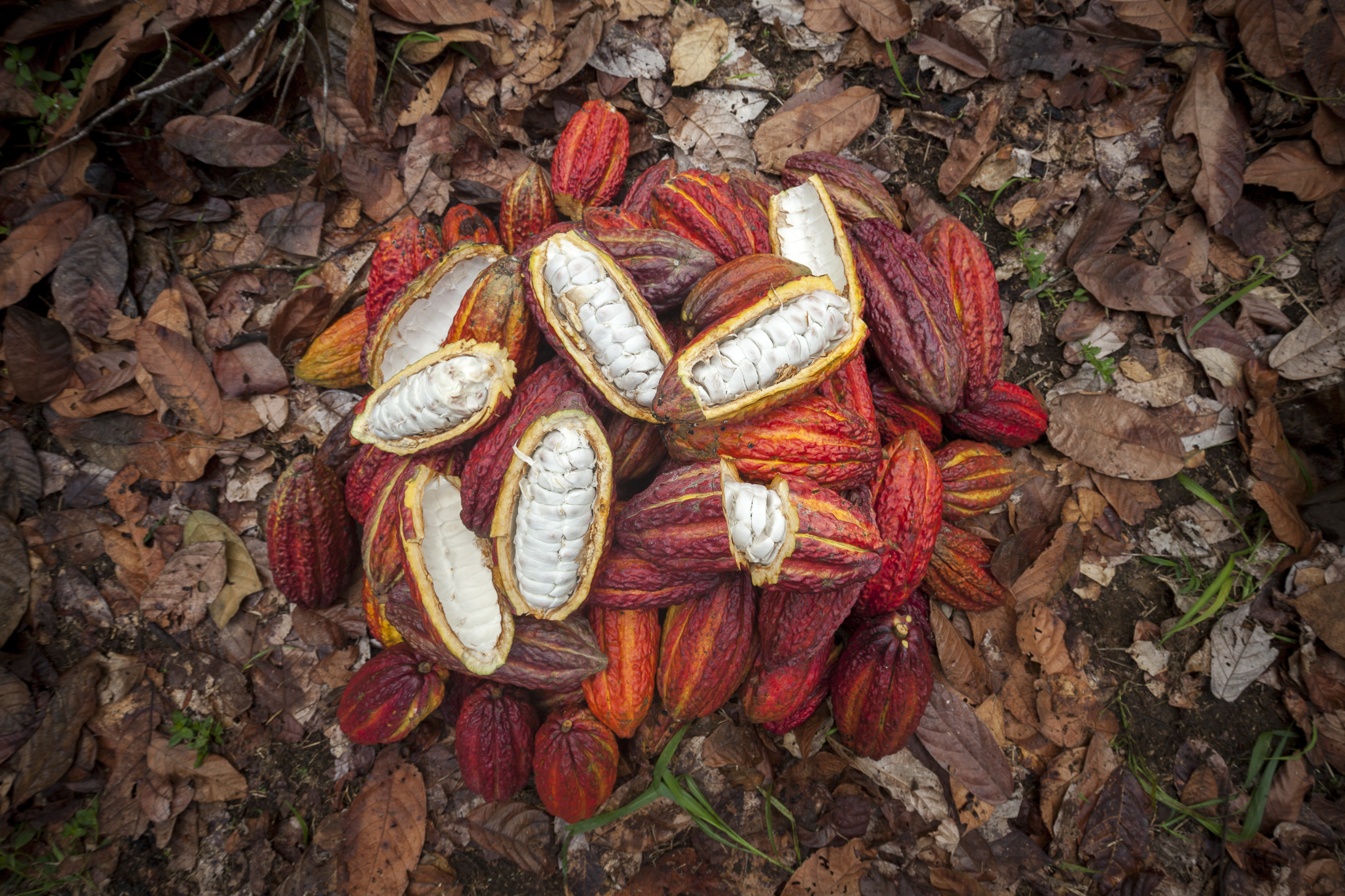 En la Amazonia quieren cultivar cacao, pero tienen que sortear varios retos