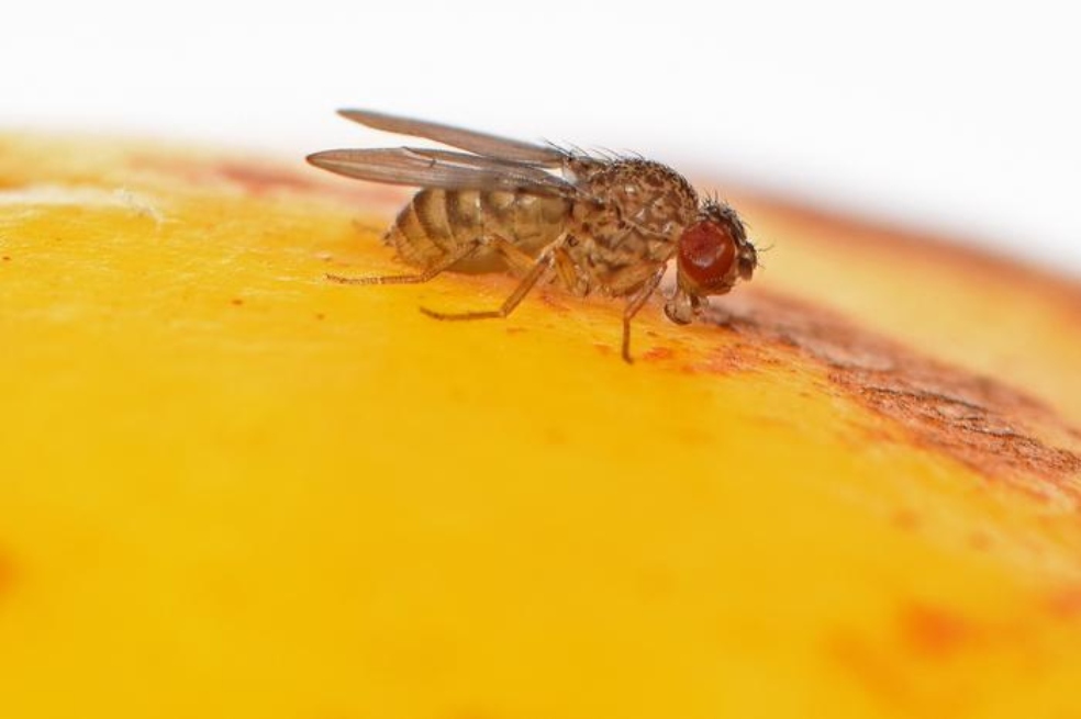 Este es el primer animal modificado genéticamente que se reproduce sin tener sexo