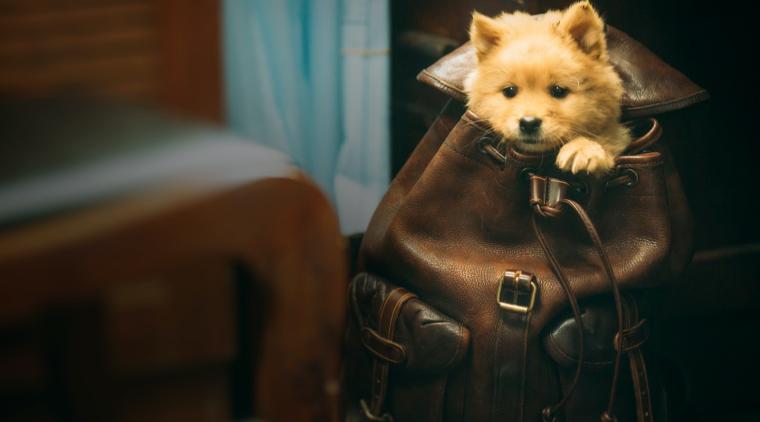 Hachiko 2: la historia del perro más fiel vuelve al cine con una nueva adaptación