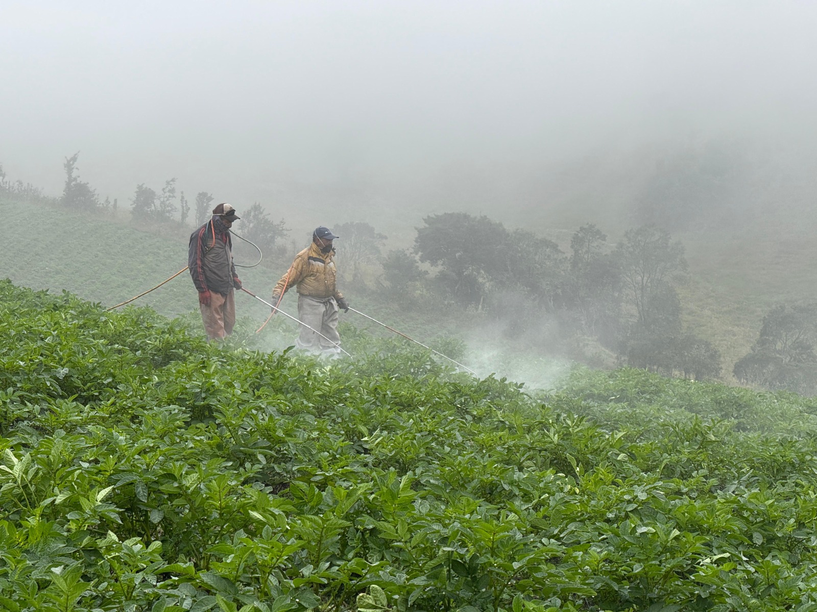 Frenan cultivo con químicos que afectaba fuentes hídricas del Páramo de Guerrero