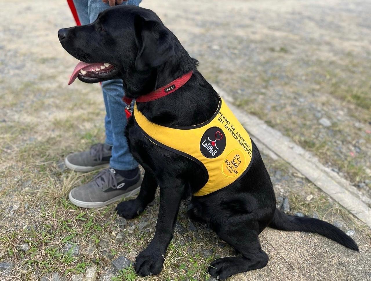 La historia de Silvio, el perro que cambió la vida de un niño con autismo