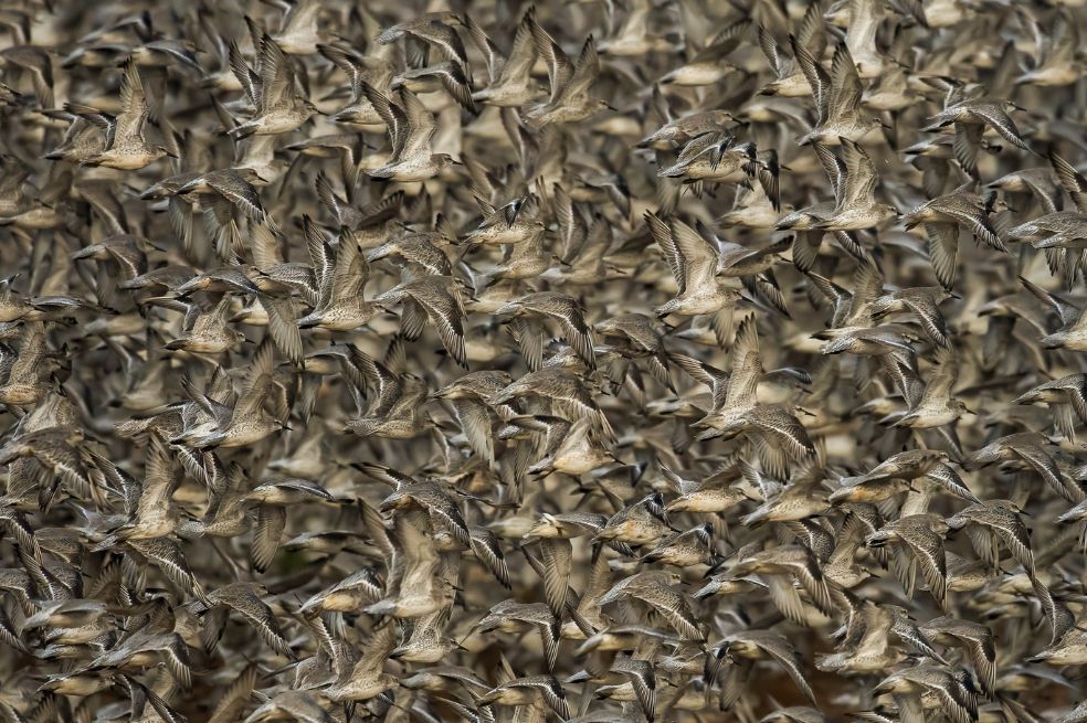 Categoría Comportamiento - Aves:
Clive Burns, de Reino Unido, ganó con una imagen de miles de ejemplares de playeros rojos y otras aves costeras. 
"Se ven obligadas a abandonar los bancos de grava y las marismas restantes para emprender el vuelo debido a la marea alta que se aproxima", explica.
