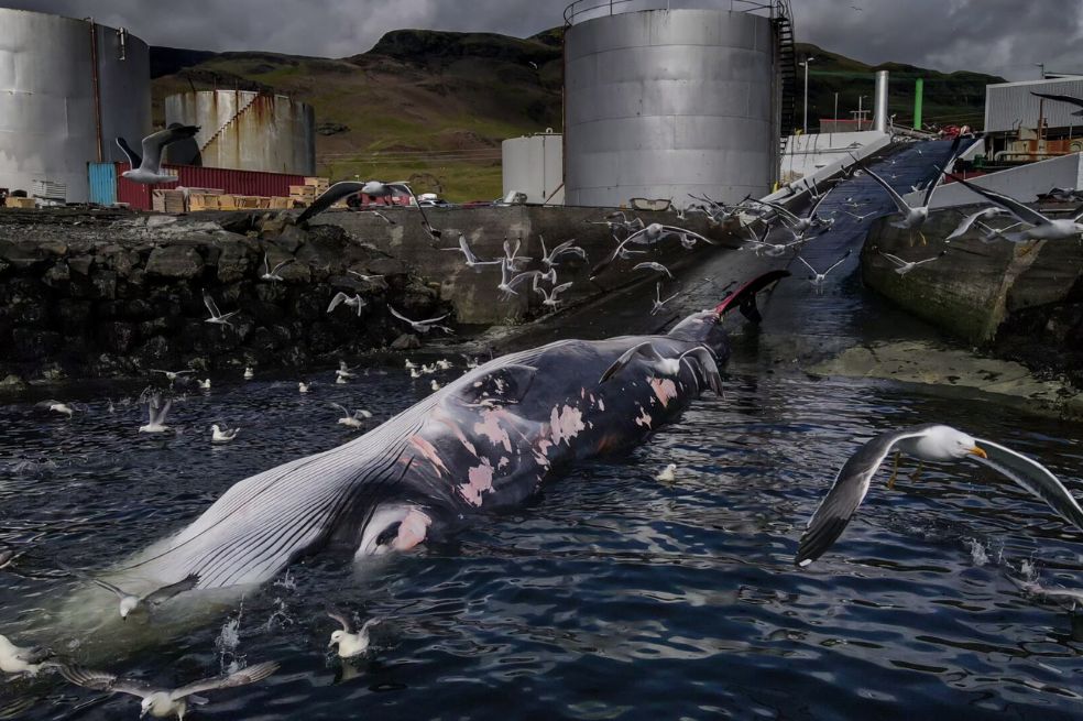 Fotógrafo de conservación del año: En Islandia, Federico Brogaard capturó el momento en el que un ejemplar de la ballena de aleta, la segunda especie de ballena más grande del mundo, "espera" su turno para ser descuartizada. Esto sucede en una planta de Islandia antes de ser enviada a Japón.